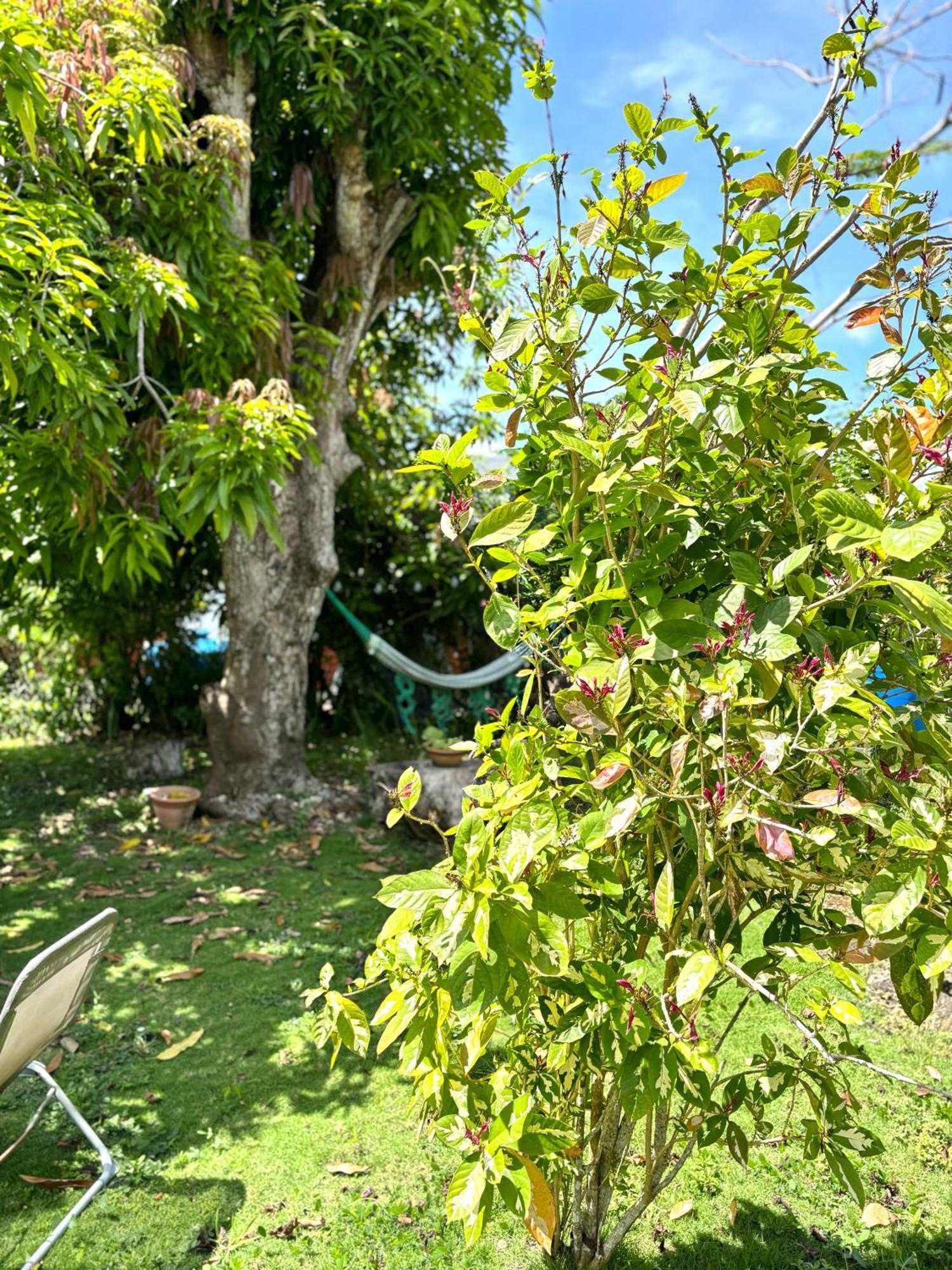 La Maison Creole Du Flamboyant - Proche Des Plages Anse-Bertrand Екстер'єр фото