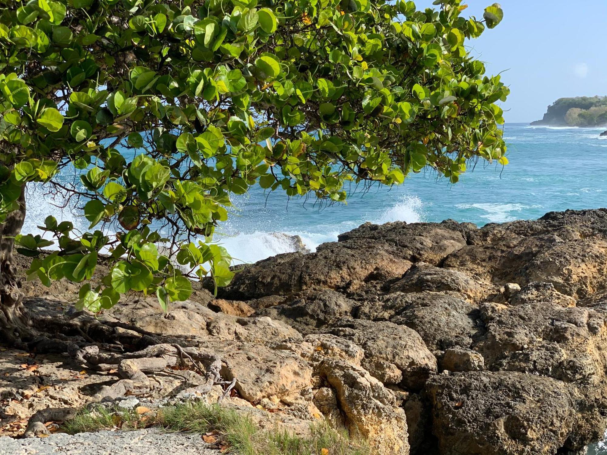 La Maison Creole Du Flamboyant - Proche Des Plages Anse-Bertrand Екстер'єр фото